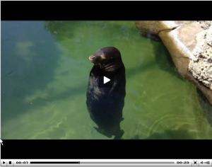 spinning seal via it's jou life http://wp.me/p3cljj-97